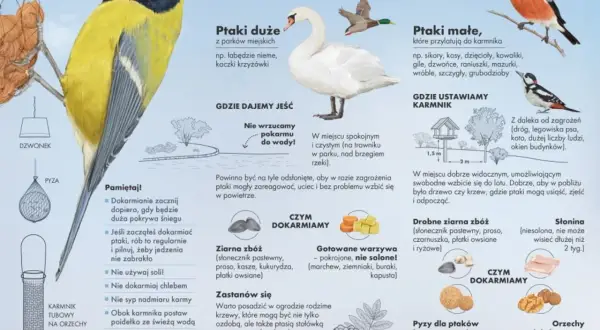 Wróble, jak i inne małe ptaki, chętnie jedzą ziarna zbóż, pyzy dla ptaków, orzechy i suszone owoce. Unikaj soli i chleba.