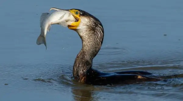 Kormoran pływa w wodzie z rybą w dziobie.