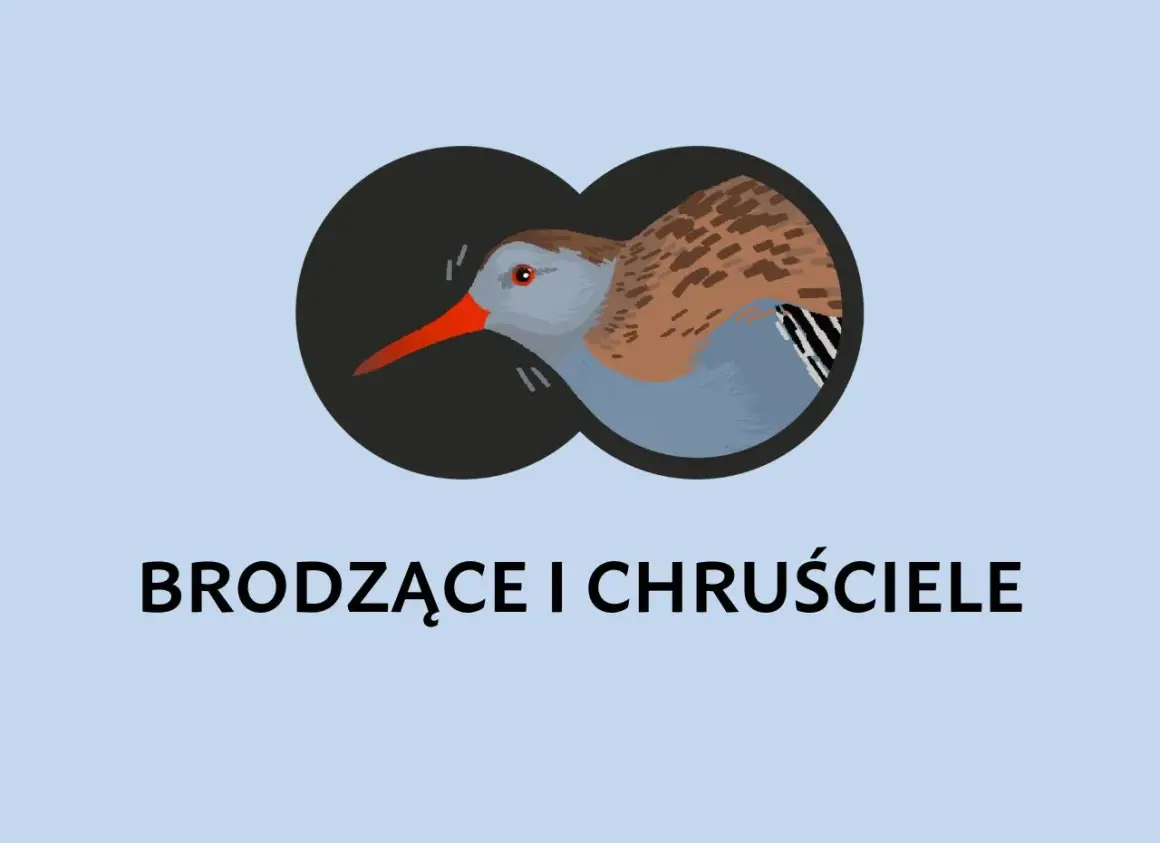 Ilustracja ptaka widzianego przez lornetkę.