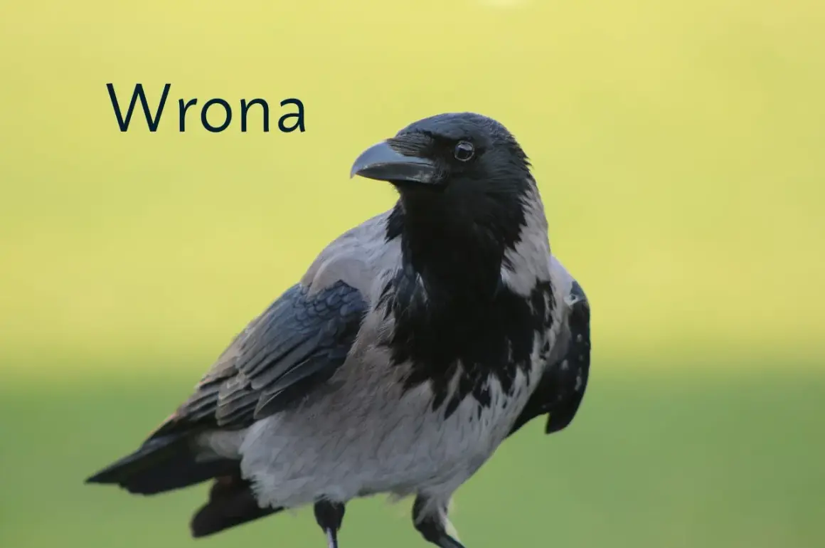 Szara wrona z czarną głową i piersią, z charakterystycznym dziobem, siedzi na tle zieleni.