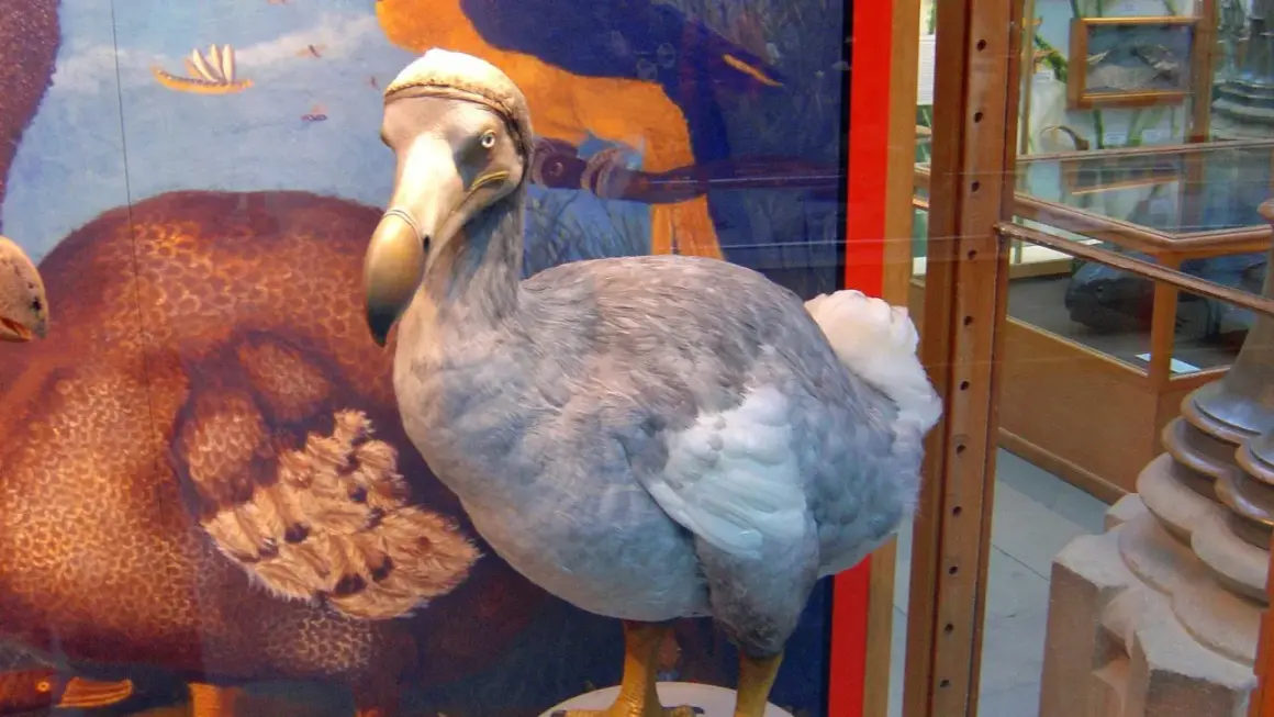 W muzeum ptak dodo żyje, stojąc obok swojego brązowego pobratymca.