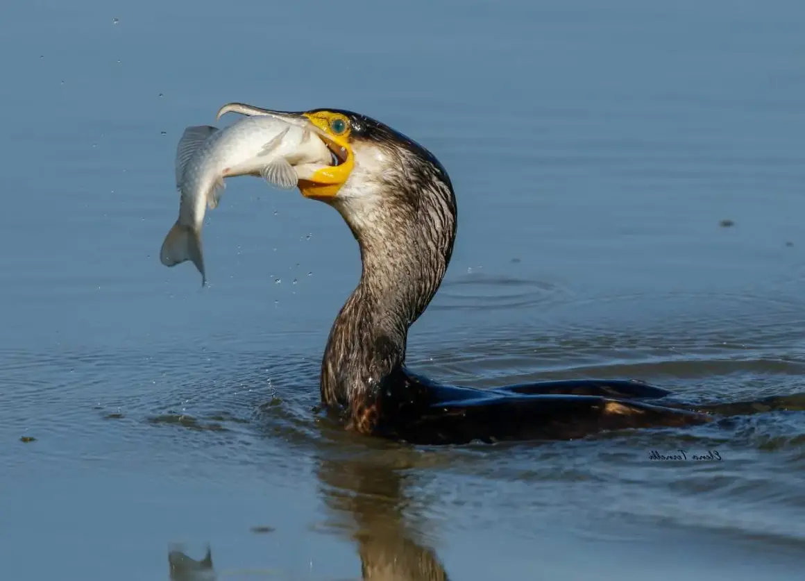 Kormoran pływa w wodzie z rybą w dziobie.
