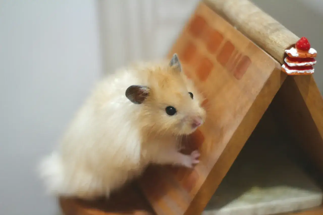 Uroczy chomik domowy o jasnym futerku wspina się po drewnianym domku, obok miniaturowego tortu z truskawką.