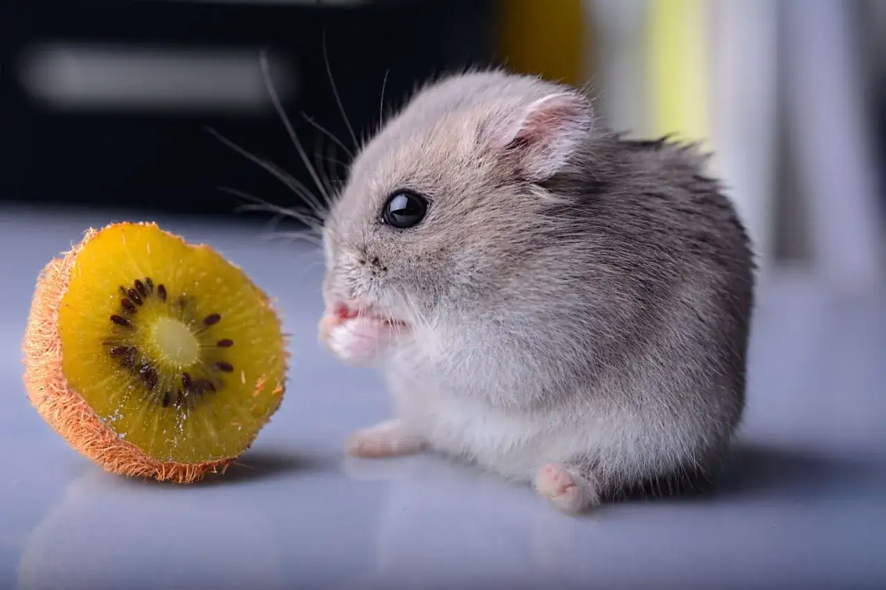 Uroczy chomik miniaturka z apetytem zajada kawałek kiwi.