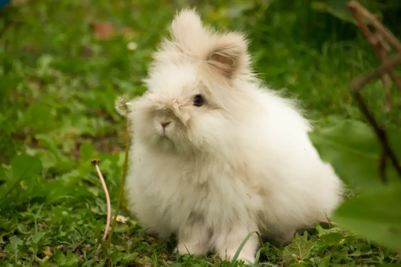 Puszysty królik angora miniaturka siedzi na trawie, otoczony zielenią i kwiatami.