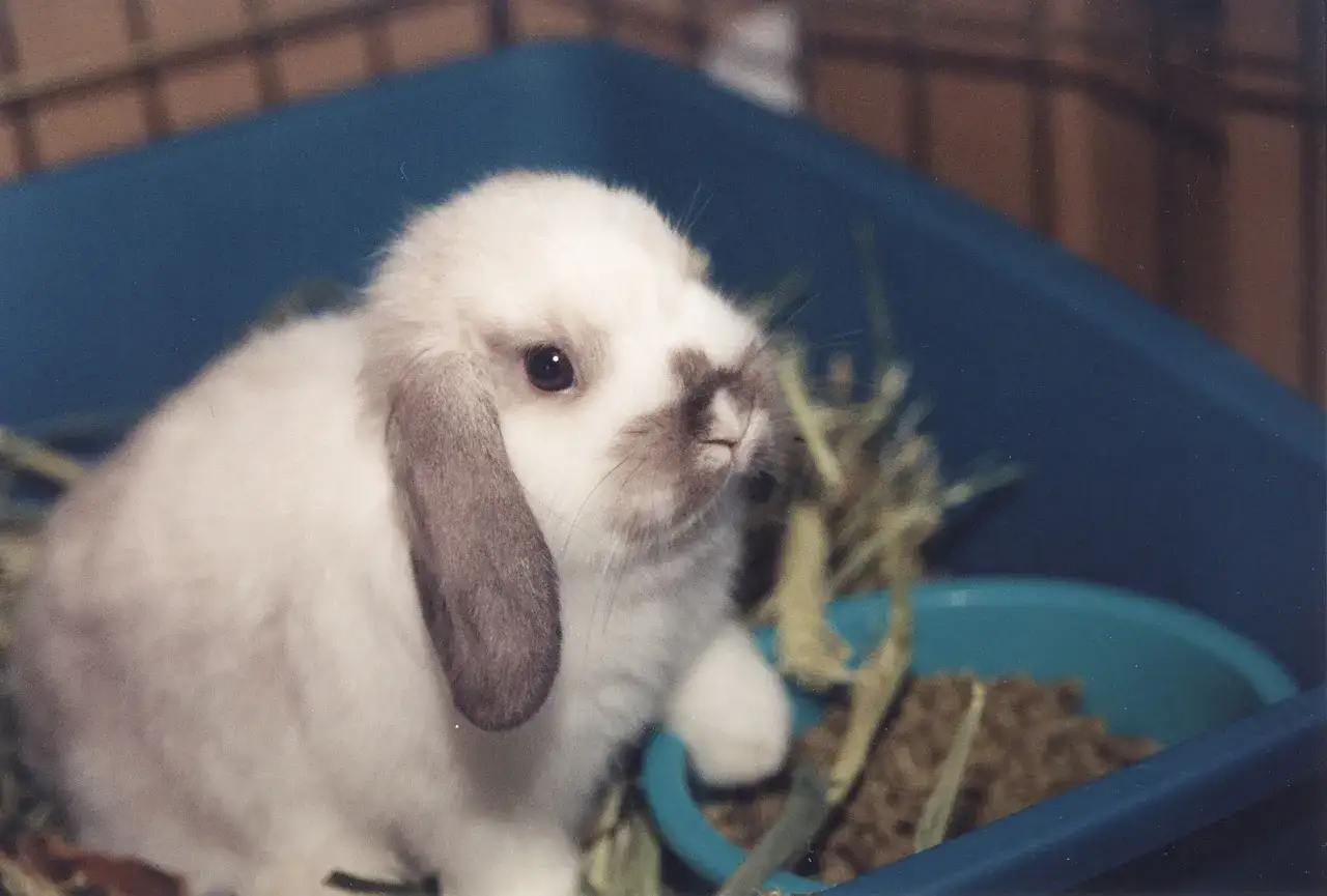 Uroczy mini lop baranek z opadającymi uszkami siedzi w niebieskiej kuwecie, otoczony siankiem.