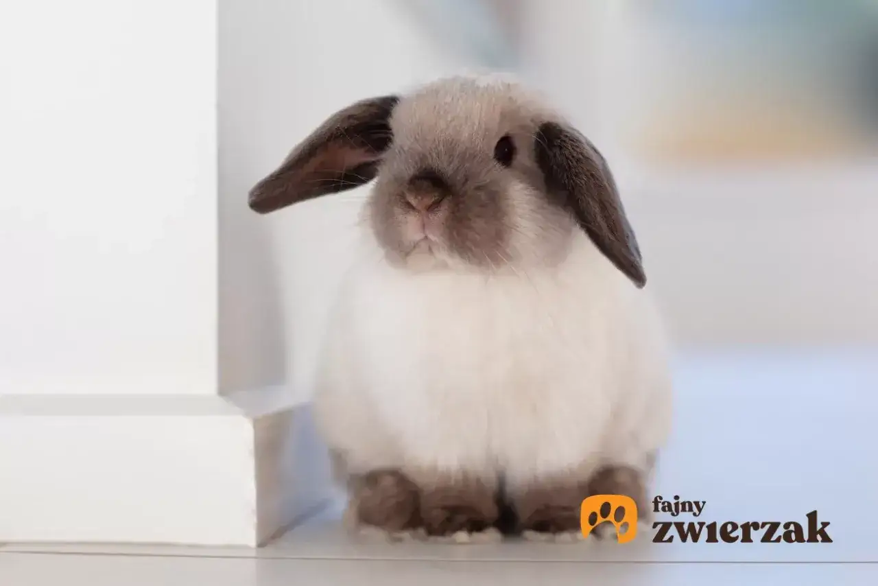 Uroczy królik karzełek z opadającymi uszami siedzi przy białej ścianie, wyglądając na ciekawskiego.