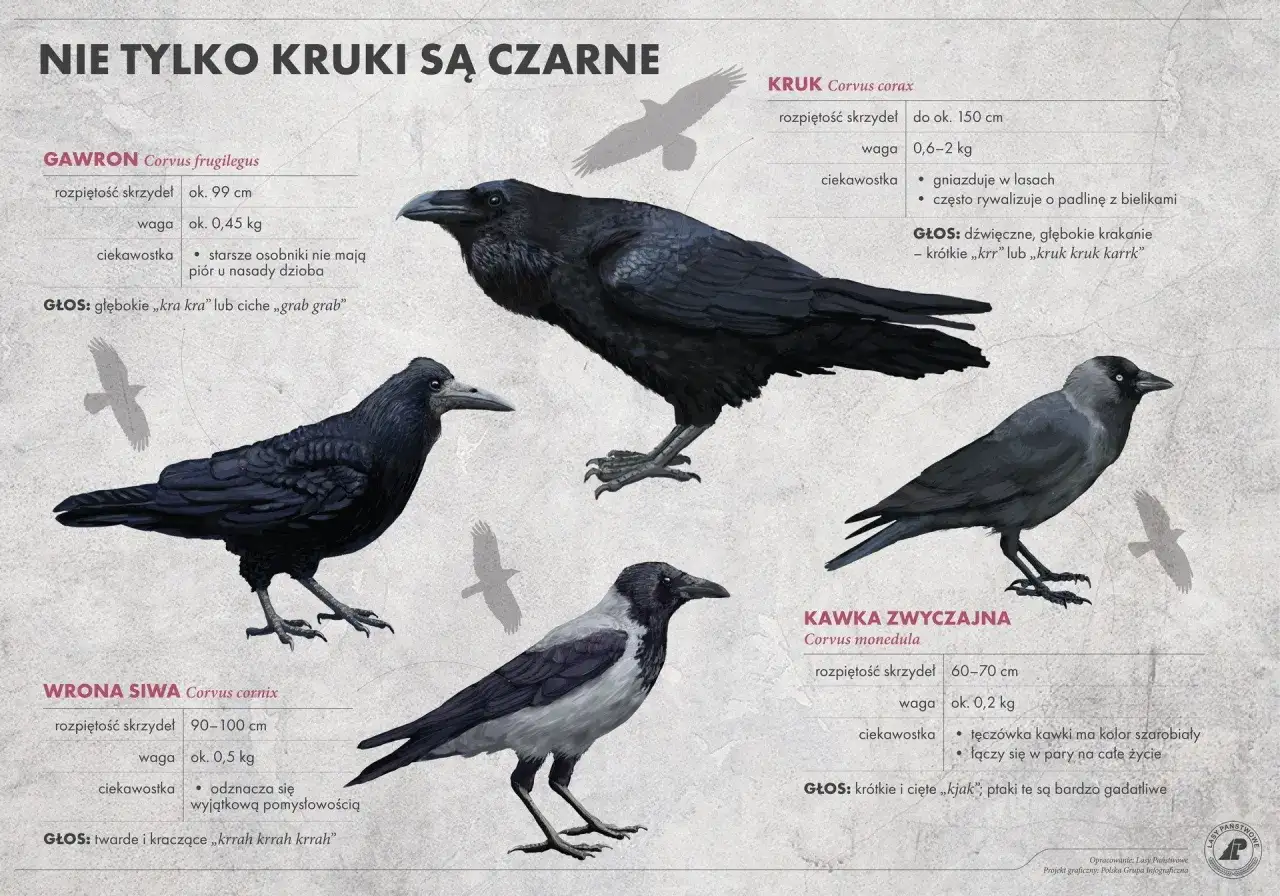 Ilustracja pokazuje cztery ptaki z rodziny krukowatych: kruka, gawrona, wronę siwą i kawkę. Wrona siwa, jak wygląda, ma szare pióra na głowie i grzbiecie, biały brzuch i czarne skrzydła.