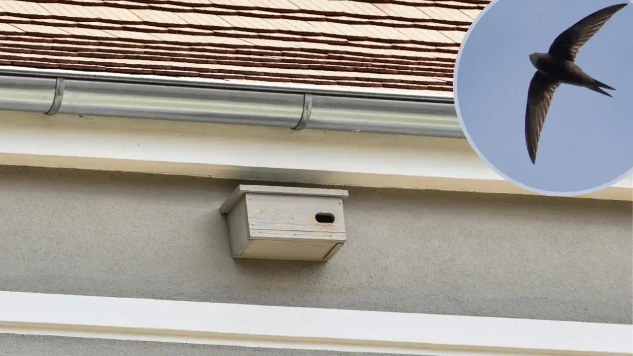 budki lęgowe dla jerzyków i jaskółek montaż