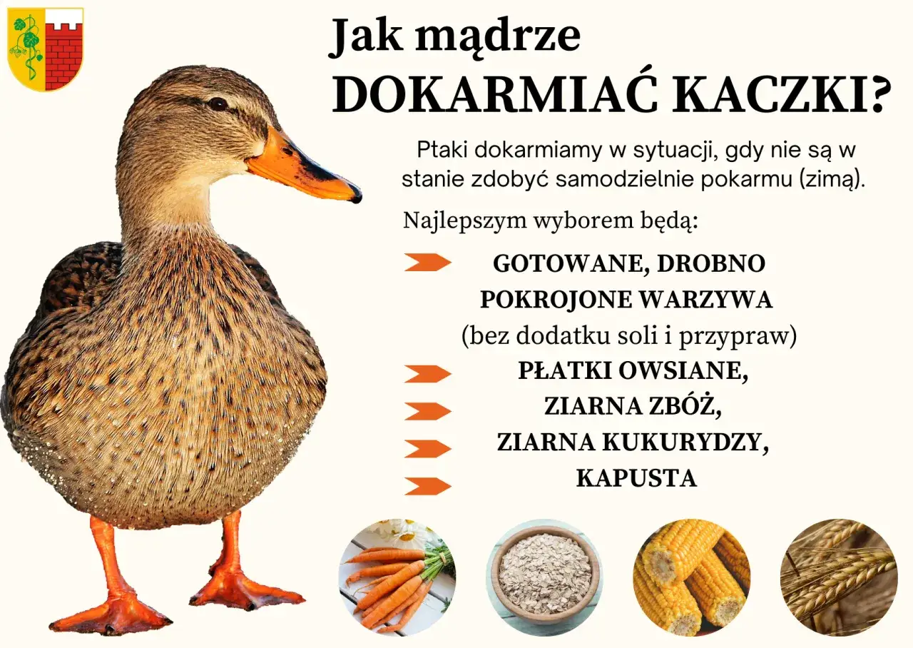 szkodliwe jedzenie dla ptaków zimą chleb