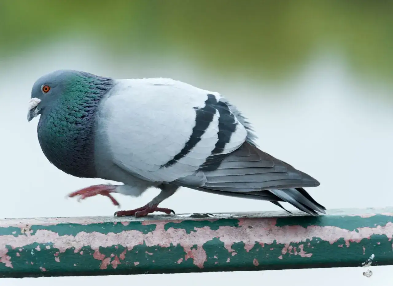 Gołąb miejski z opalizującą szyją, gotowy do lotu. Ciekawe fakty o gołębiach: potrafią rozpoznać ludzkie twarze!