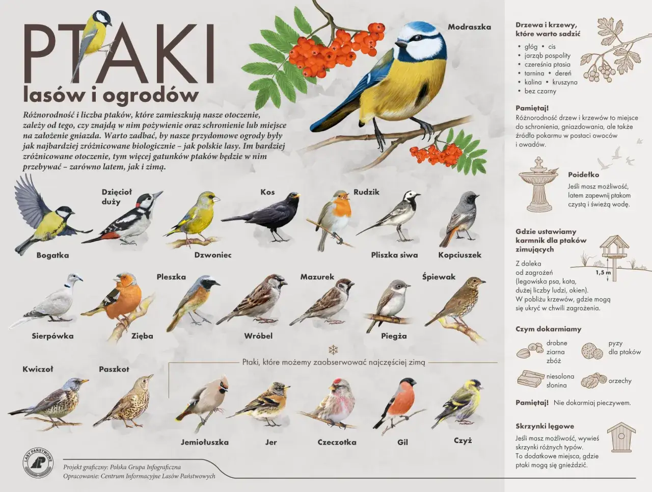 Ilustracja przedstawia popularne ptaki polskie w ich naturalnym środowisku, z nazwami gatunków.