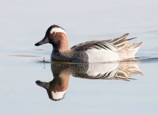 Głos cyranki - Jak rozpoznać terkot kaczki?
