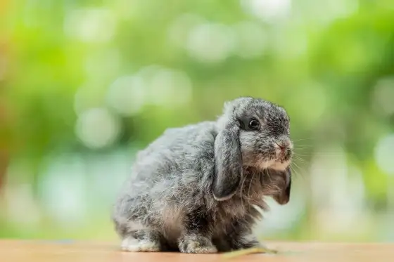Mini lop - Prawdziwe potrzeby królika baranka. Czy jesteś gotów?