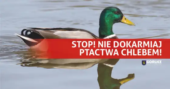 Kaczki jedzą chleb? Dlaczego to błąd i czym je karmić?
