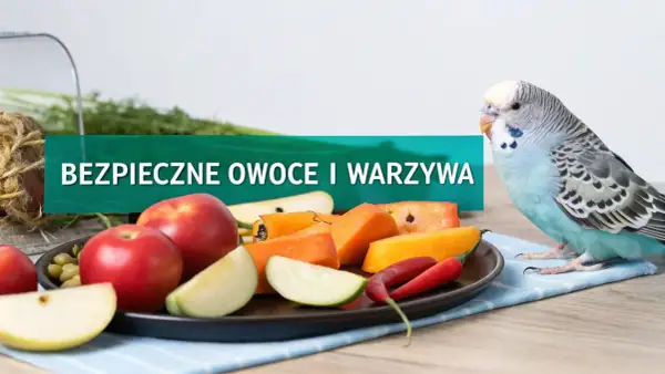 Papuga falista przygląda się talerzowi z jabłkami, marchewką i papryczką. To dowód na to, co jedzą papugi faliste - zdrowe owoce i warzywa.