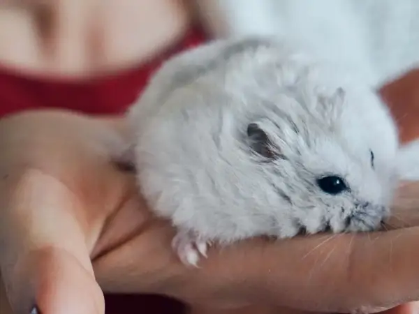 Malutki, puszysty chomik miniaturka odpoczywa na dłoni.