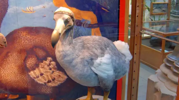 W muzeum ptak dodo żyje, stojąc obok swojego brązowego pobratymca.