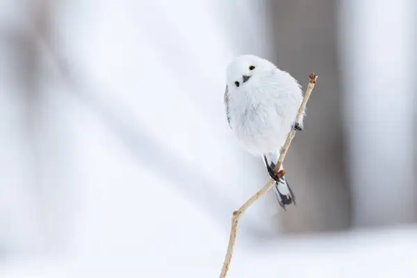 Puszysty ptak z długim ogonem, biały jak śnieg, siedzi na gałązce.