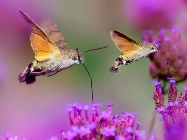 Dwa fruczaki, podobne do kolibrów, żerują na fioletowych kwiatach. To właśnie w takich miejscach, gdzie kwitną rośliny, żyją kolibry i inne owady.
